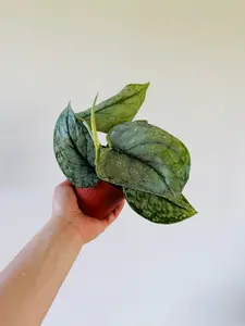 Scindapsus sp. Lahat - Rare Aroid - 4" Pot