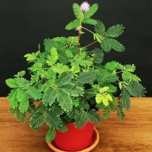 100pcsMimosa Pudica Heirloom Seeds - Sensitive, Sleepy Action Plant - Touchmenot, Shameplant - Versatile Creeping Annual or Perennial Wildflower