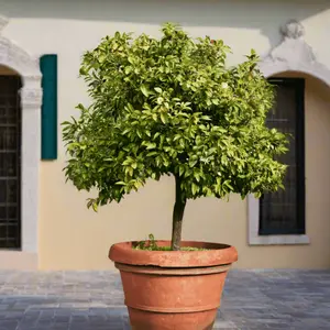 Key Lime Trees