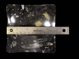 Small Black Orthoceras Dish with Raised Corners