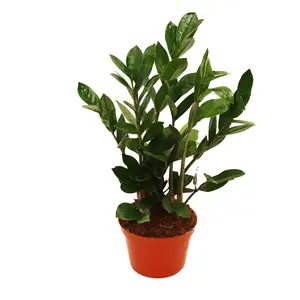 ZZ Plant (Zamioculcas Zamiifolia) - 6" from California Tropicals