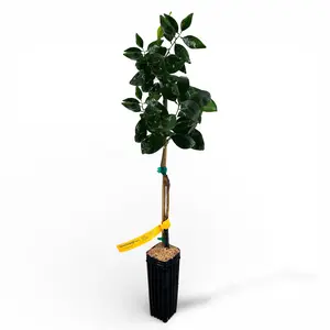 Marrs Orange Tree | Early Sweet Texas Orange, Low Acid & Juicy Citrus Flavor | Premium Indoor Outdoor Citrus Tree | No Ship CA AZ LA FL