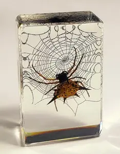 44mm Real Spiny Spider on Web in Crystal Clear Lucite Resin Garden Scenery Diorama Decor Specimen Preserved Insect Taxidermy Crafts Collection for Biology Science Education Display