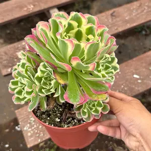 Aeonium Green Witch 6 inch pot succulent Plant