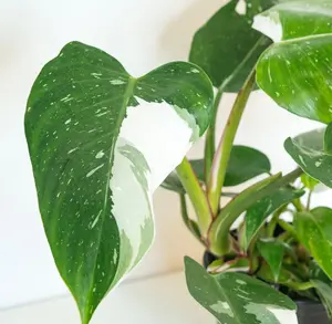 White Princess Philodendron Variegated Houseplant 5-8 Inch Tall