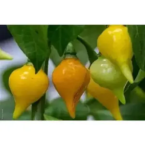 Pepper Seeds -Biquinho yellow, SWEET TEARDROP