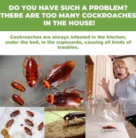 Roach killer for household and dorm kitchen areas, highly effective cleaning. Mosquito killer. Mosquito gel bait. Pest control kit. Insect repellent agent for preventing cockroaches. Indoor pest infestation control kit.