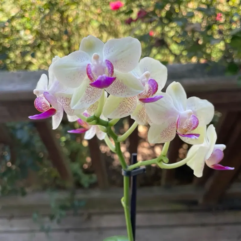 Orchid white and purple