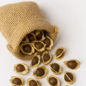 Organic Moringa Seeds | High Germination | USA Grown