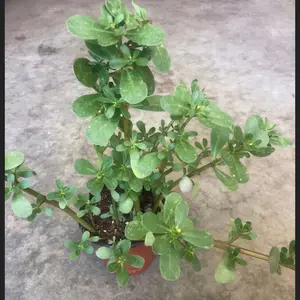 Purslane EDIBLE live plant in a 4” pot /3 bigger live plants /wild /herb /Heirloom/NON GMO/Organic grows