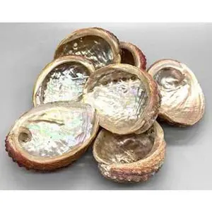 Abalone Shell Incense Burner 3-4"