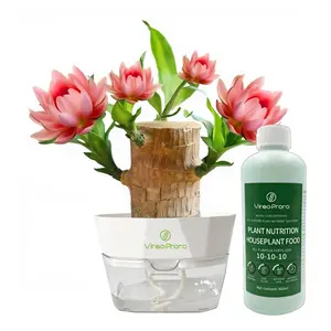 Lucky Brazilian Wood Mini Hydroponic Plant | 2025 New Desktop Décor | Plastic Tray | Optional Nutrient Solution Set