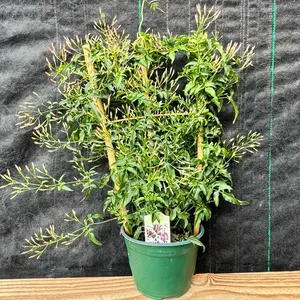 Jasmine On Trellis 6 inch pot Fragrant blooms