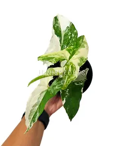 Syngonium Albo Variegated Pot 4” Indoor Plants -  Houseplant - Tropical Foliage