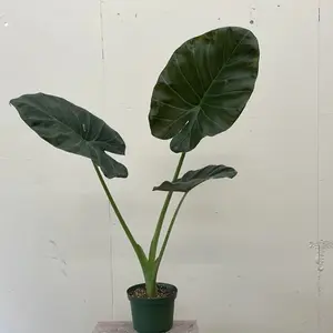 Alocasia Regal Shields – Indoor Live Plant, Elephant Ear-Shaped Leaves, Rare & Humidity-Loving Plant, Bright Light