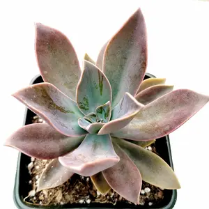 Graptoveria 'Fred Ives'
