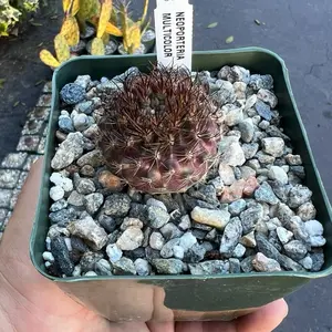 Neoporteria multicolor Cactus | Live Plant | 4”
