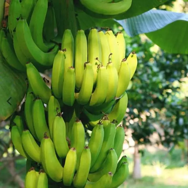 Grand Nain Banana Live Starter Plug Grow Your Own Bananas