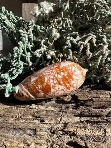 Polished Tent Olive Shell – 3.2" Oliva porphyria