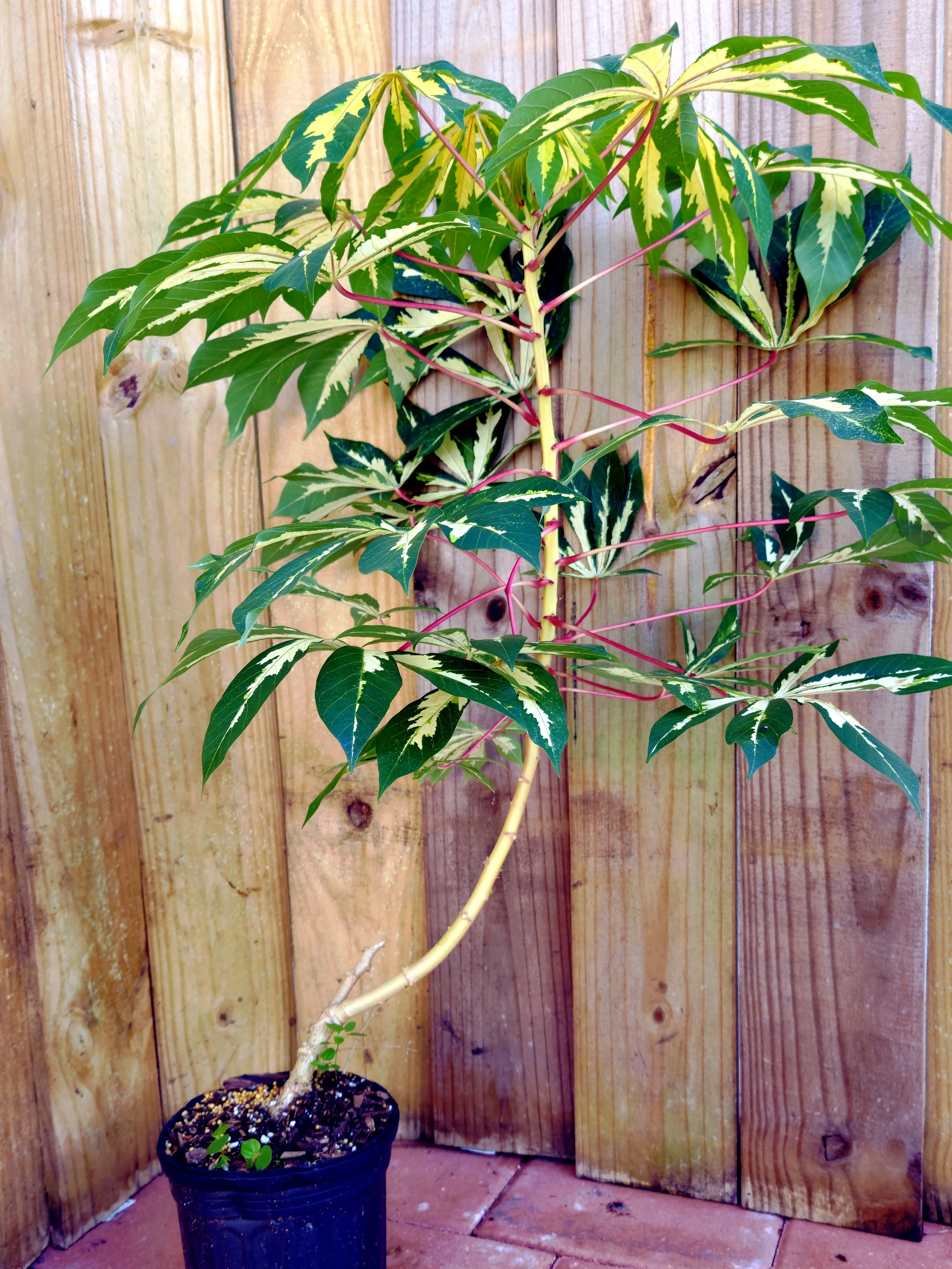 LIVE PLANT Manihot esculenta Variegata Variegated Tapioca 2-3ft Cassava  Yuca - TikTok Shop