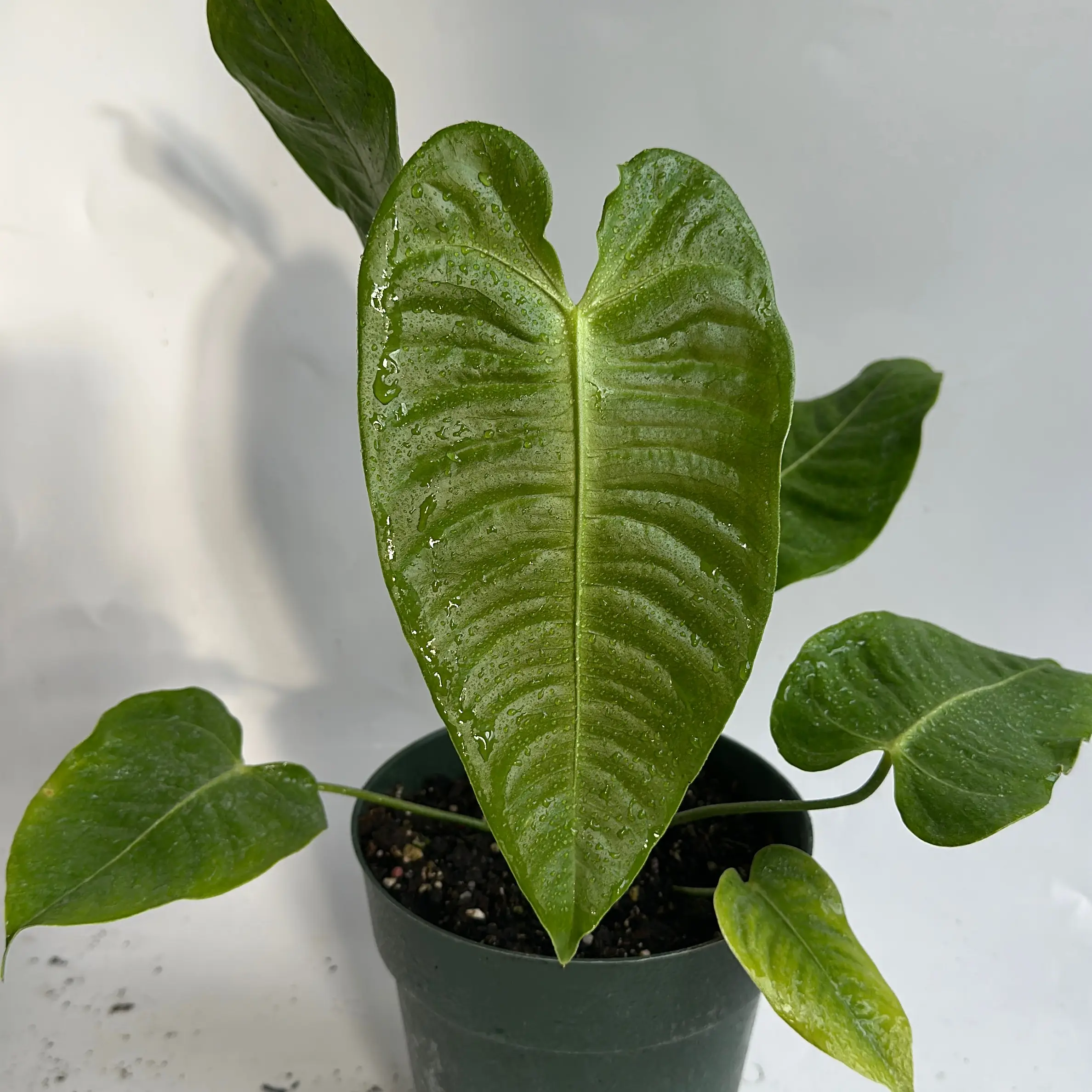 Anthurium Veitchii King 6" pot Rare Plant in Pot for Indoor Use with Unique Leaf Design