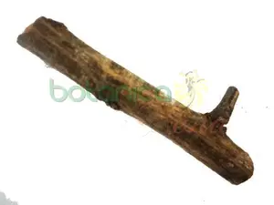 Palo San Alejo 3.5" - 5" Aprox.