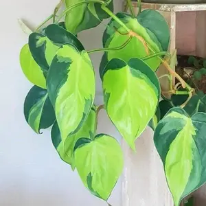 Rare Brasil philodendron Cuttings & Nursery Pots - Easy Care Houseplant Brasil Extremely Rare Low Light indoor vining plant office plant