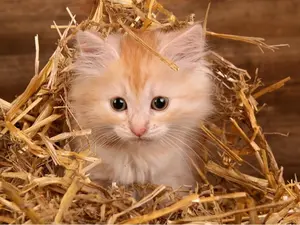 2 Pounds Straw Bedding for Cats and Animals