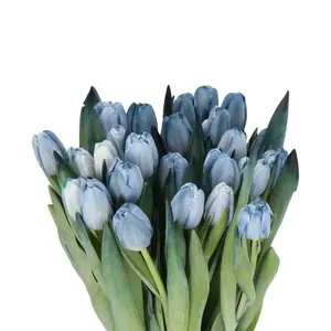 Tulip Painted Blue Maggie - 50 Stem Bunch