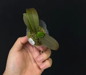 Phalaenopsis equestris • Species Orchid • Mini Phalaenopsis
