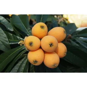 Orange Loquat Tree Sweet Yellow Plum Mispero Nispero Seedling Live Starter Plant
