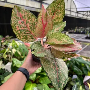 Aglaonema Fortune – Easy-Care Pink and Green Plant – 4” Pot