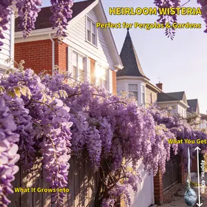 Heirloom Wisteria Tree Live Plant – Non-GMO Purple Flower Vine, Fragrant Cascading Blooms for Pergolas, Arbors, Gardens & Pond Side, Established Root System