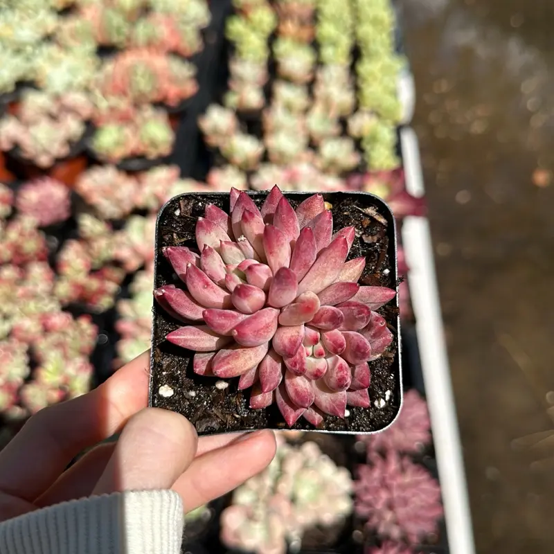 Pachyphytum 'Goldfish' Double Head(around 2.5'')- Bare Root Succulents - Terra Tales