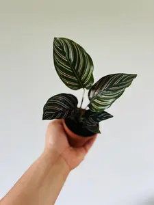 Calathea Ornata - Starter Plant Collection - 3" Pot
