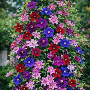 Mixed Clematis Seeds Perennial Flower Vine Large Colorful Blooms Easy to Grow Climbing Plant for Garden Outdoor Non GMO Great for Trellis Fence Decor