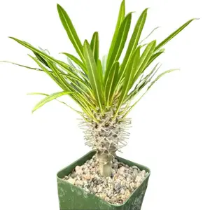 Madagascar Palm – Pachypodium Lamerei – Rare Succulent – Live Plant in 3" Pot