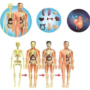 28-Piece Human Organ Assembly Model Set, Science Experiment Stem Toy for Kids Early Education, Bone Toys Holiday Gift