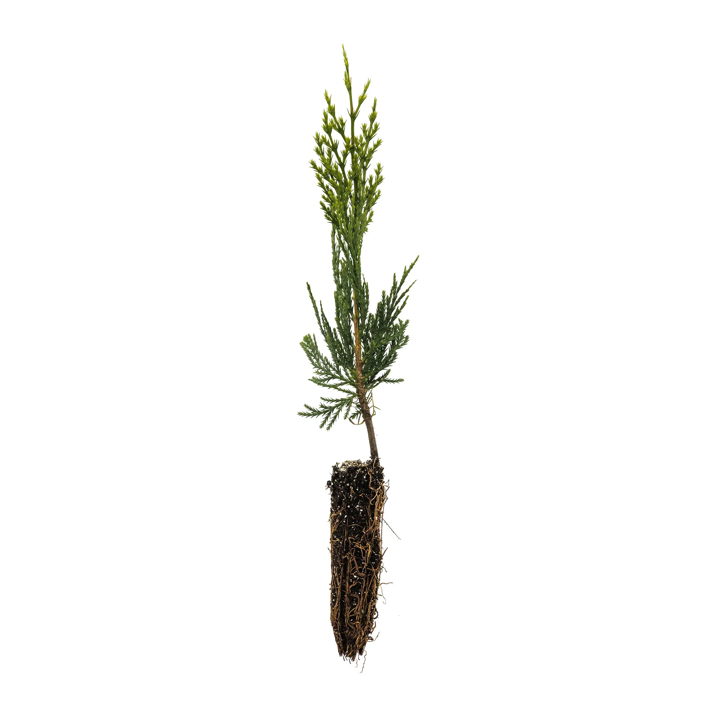 Incense Cedar | Small Tree Seedling Incense Cedar | Small Tree Seedling