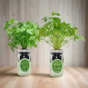 Herbal Harmony - Parsley, Cilantro