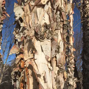 Birch Tree European White Birch, Weeping Seeds 2 pack x 2000 Seeds Tropical Exotic Indoor Container Balcony Patio