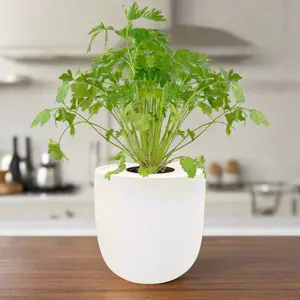 Cilantro Hydroponic Kit