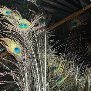 12pcs Peacock Feathers.10-12in, 25-30cm.Cleaned, safe.Big, colorful eyes.For wedding, party, craft.Don't wash, store in box.#Peacock Feathers#Decoration #pettoys
