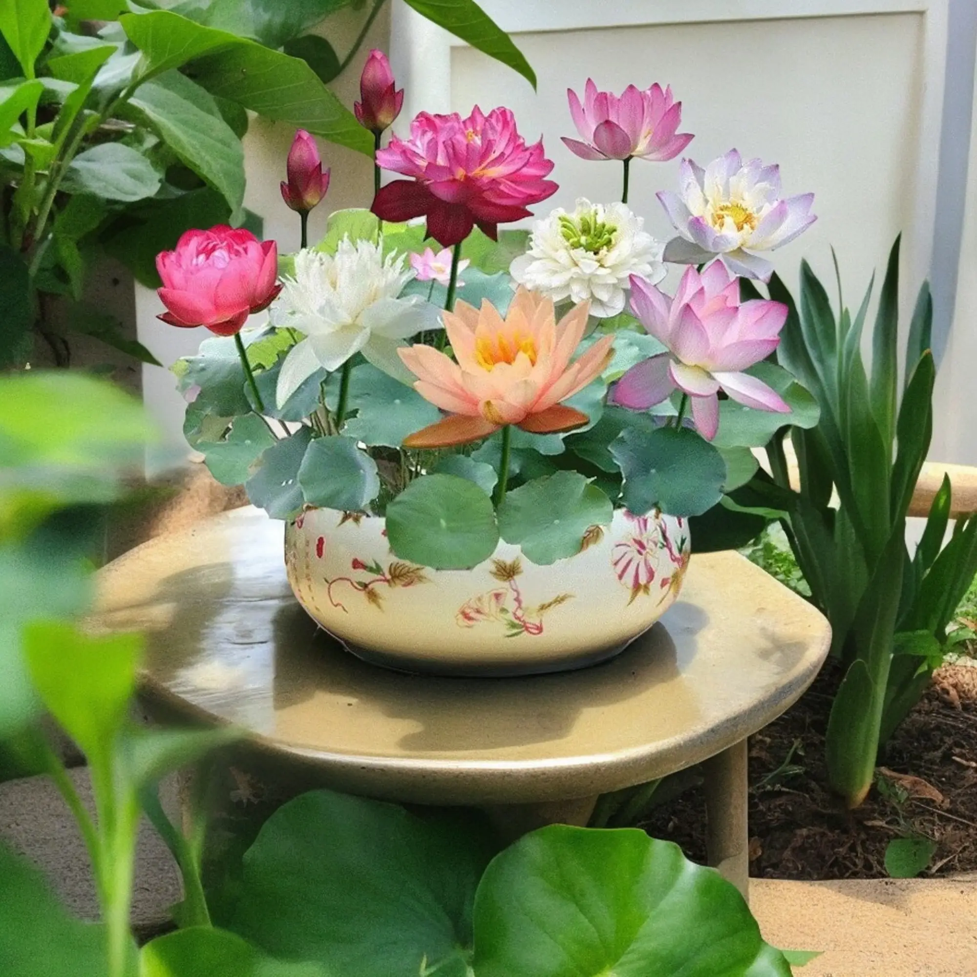 20 Mixed Color Bowl Lotus Seeds - Premium Bonsai Set for Beautiful Water Plants - Non-GMO Heirloom Variety for Indoor or Outdoor Ponds