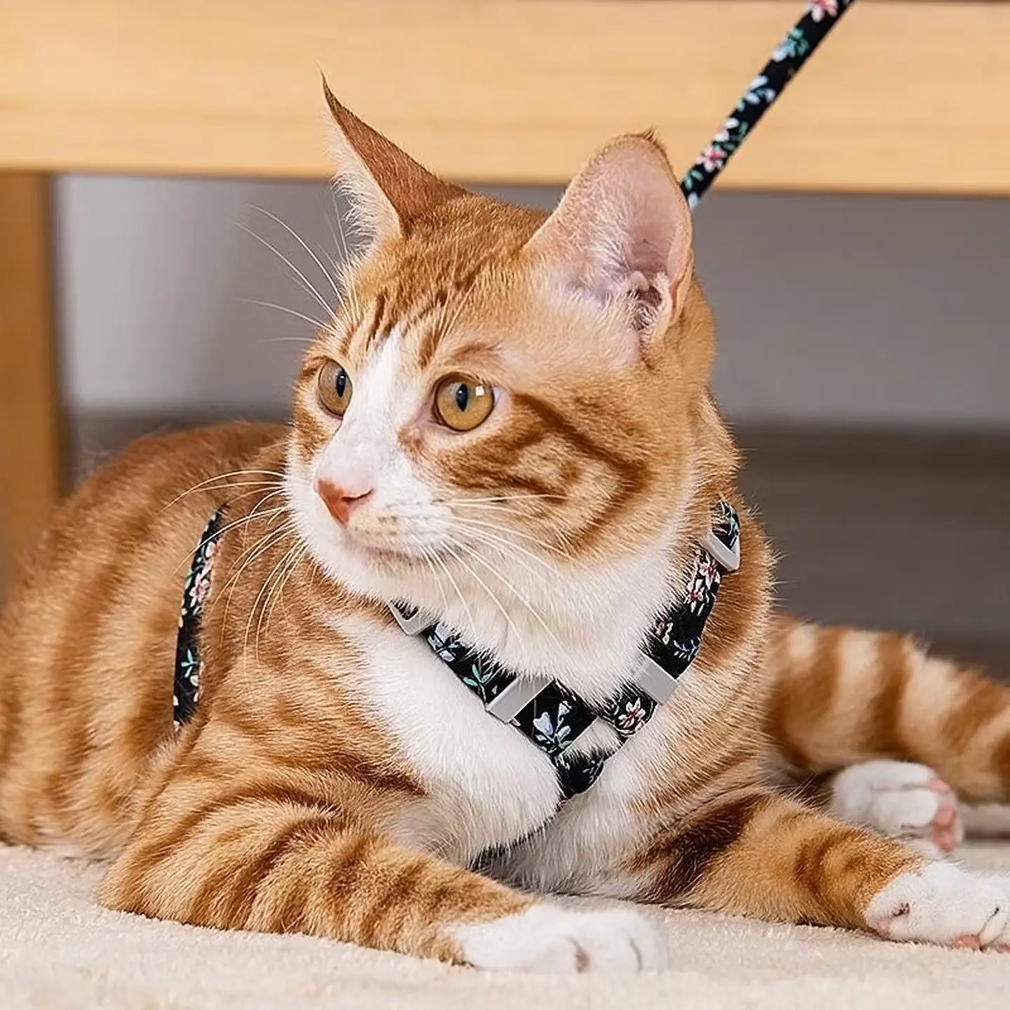 Cat Harness,Dog Harness,Adjustable No Pull Dog Harness,Ideal for Medium Dog Training Hiking, Easy Walk Harness,Durable High-Tensile Nylon