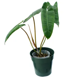 Philodendron billietiae (seedling)
