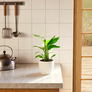 Giant Bird of Paradise