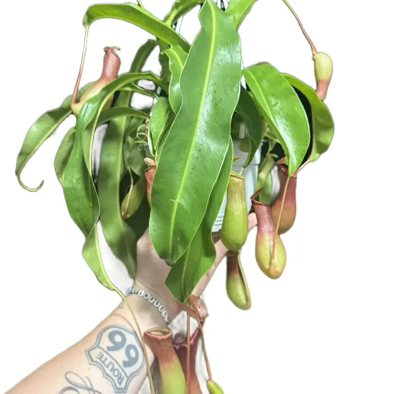 bonnie spider plant Chlorophytum comosum 'Bonnie' (Curly Spider Plant)