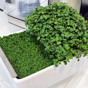 Microgreens Desktop Garden Starter Kit - Grow Healthy Microgreens at Home