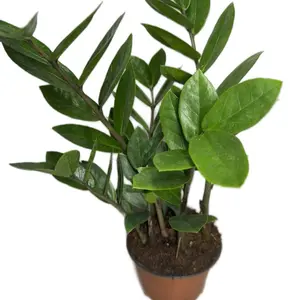 4” ZZ Plant | Zanzibar Gem | Zamioculcas zamiifolia
